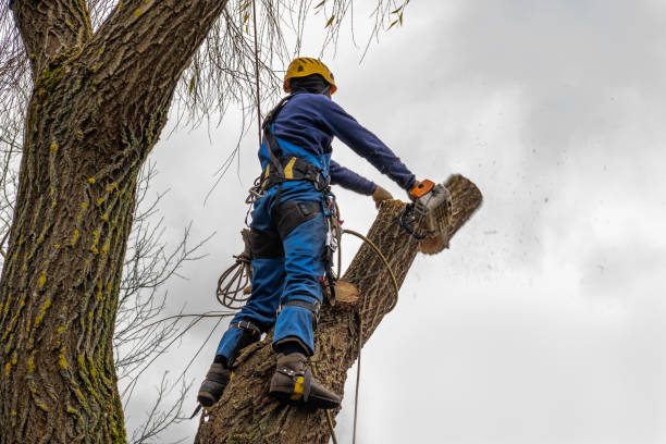 Tree Removal for Businesses in Chester, WV